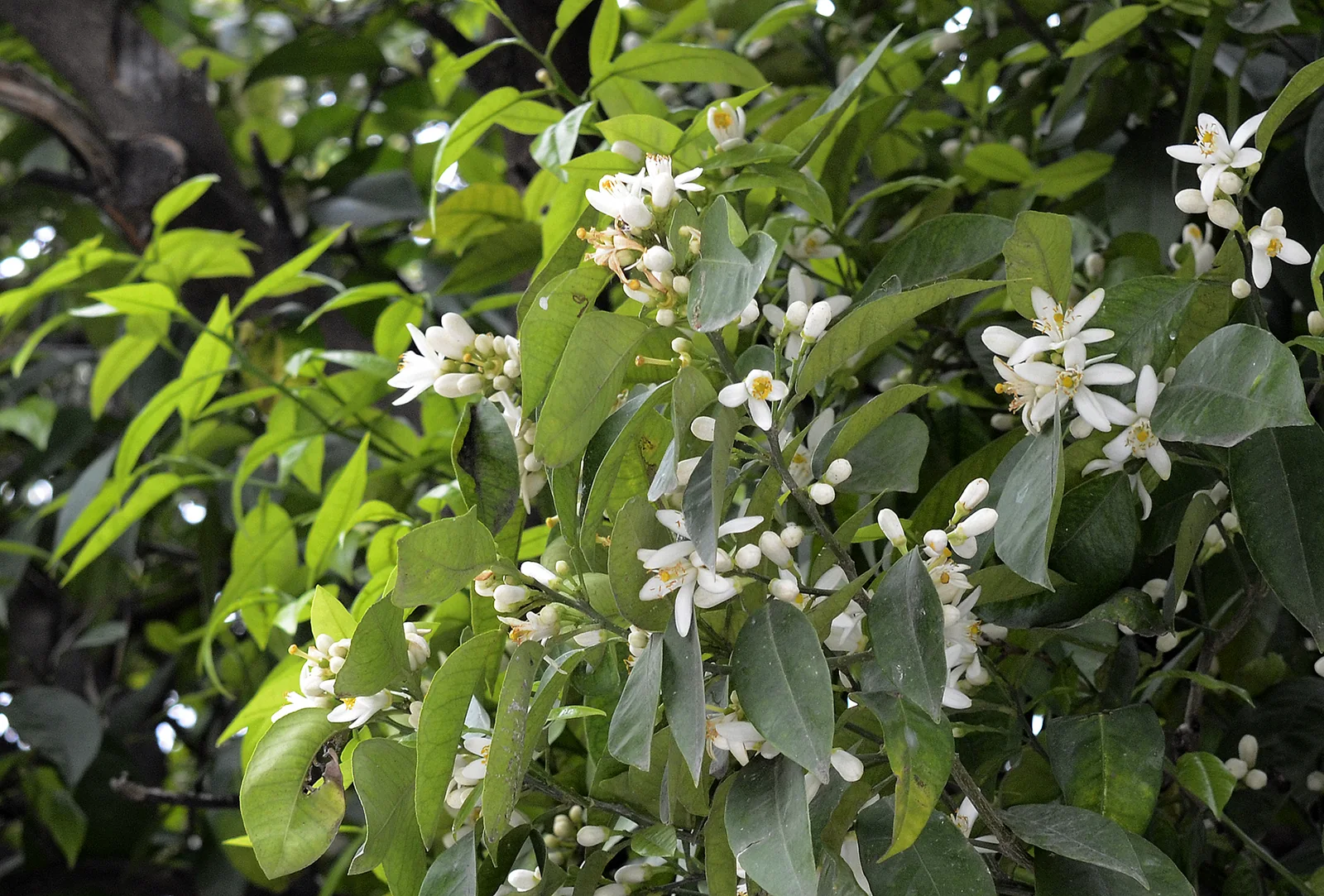 ดอกสีขาวของต้นส้มขม Citrus aurantium ที่ตุรกี
