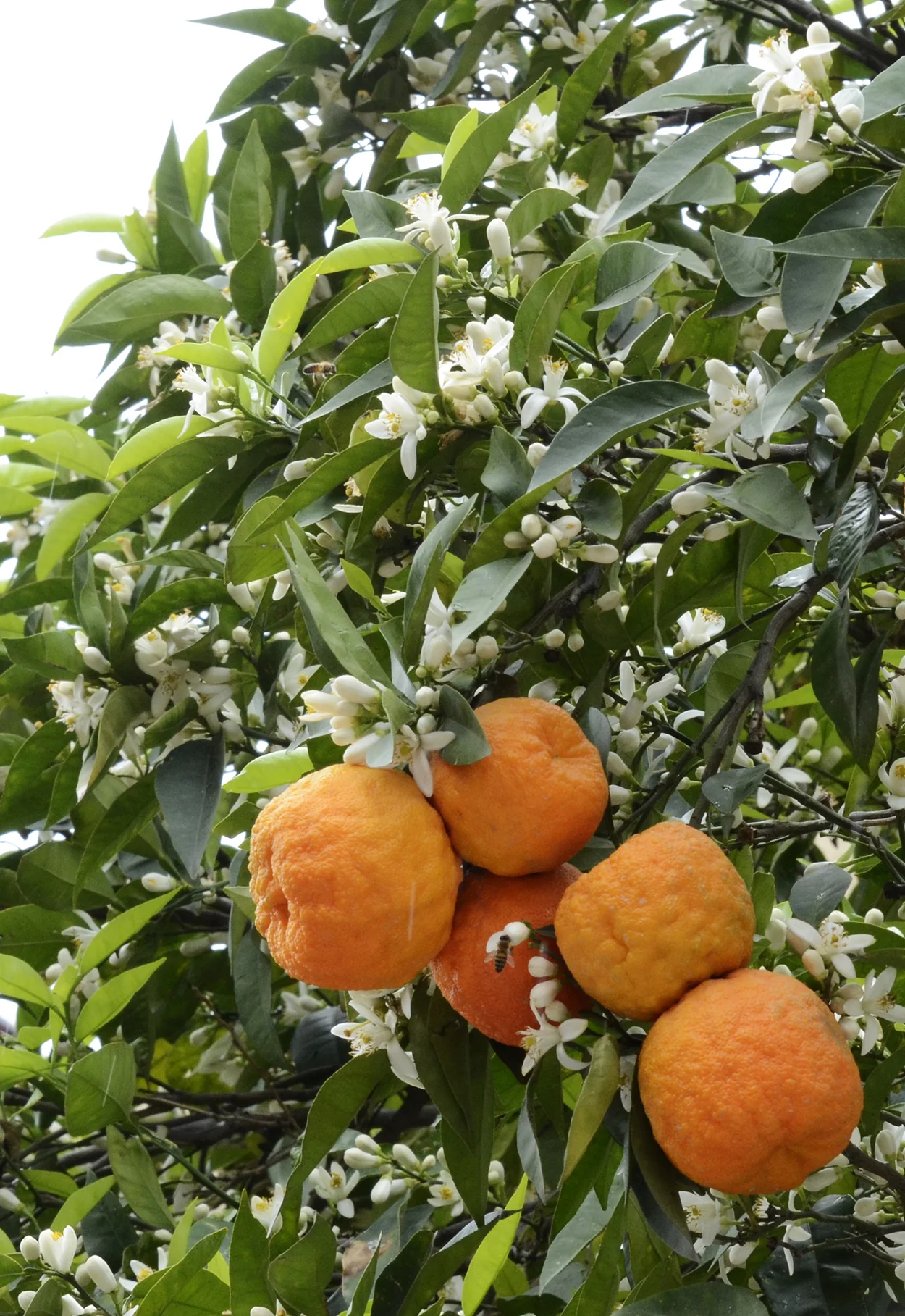 ผลและดอกส้มขมบนต้น Citrus aurantium